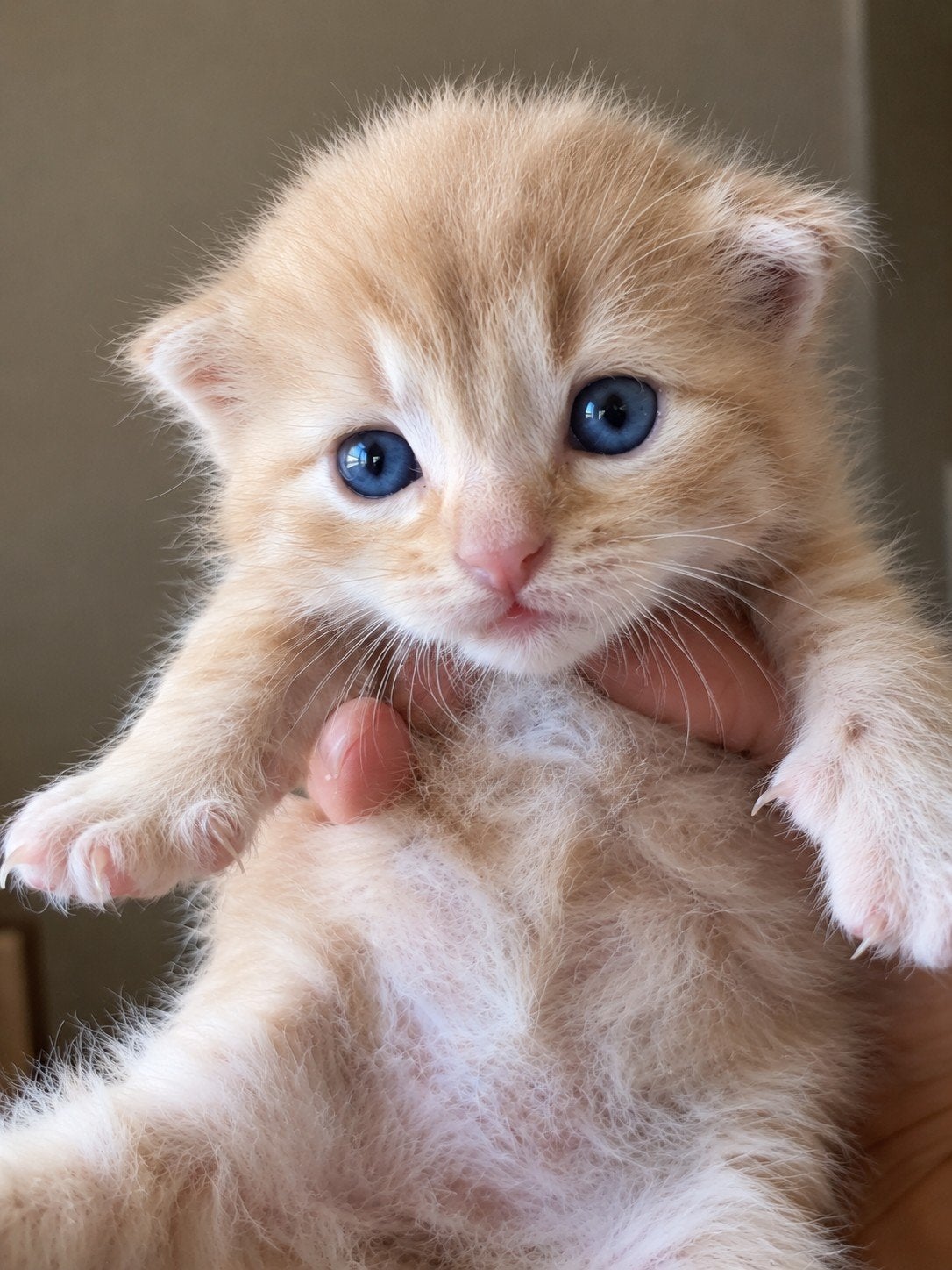 Ragdolls  maincoin kittens, Meerdere dieren, Gechipt, 0 tot 2 jaar