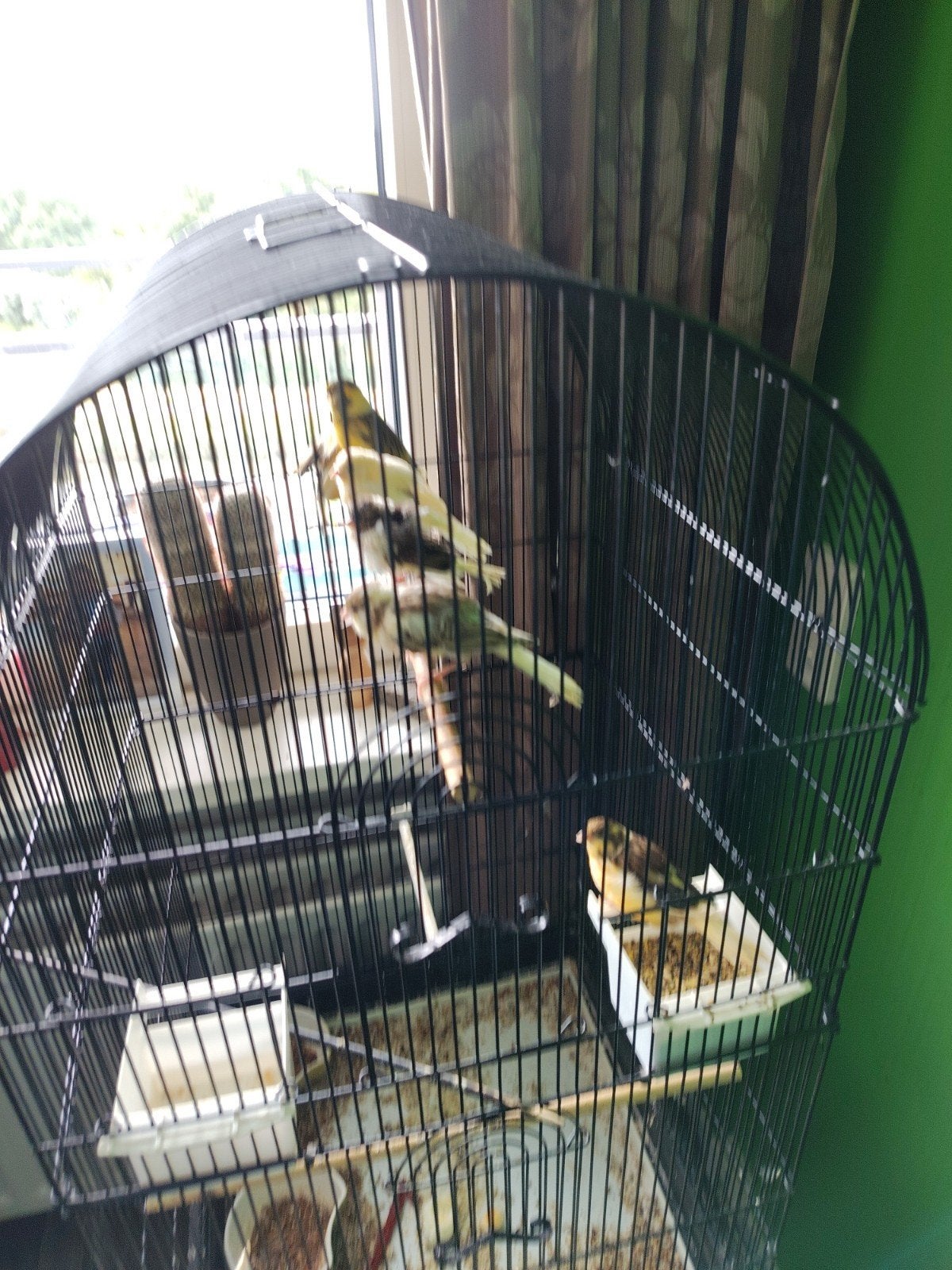 Kanaries, Ophalen, Hout, Vogelkooi