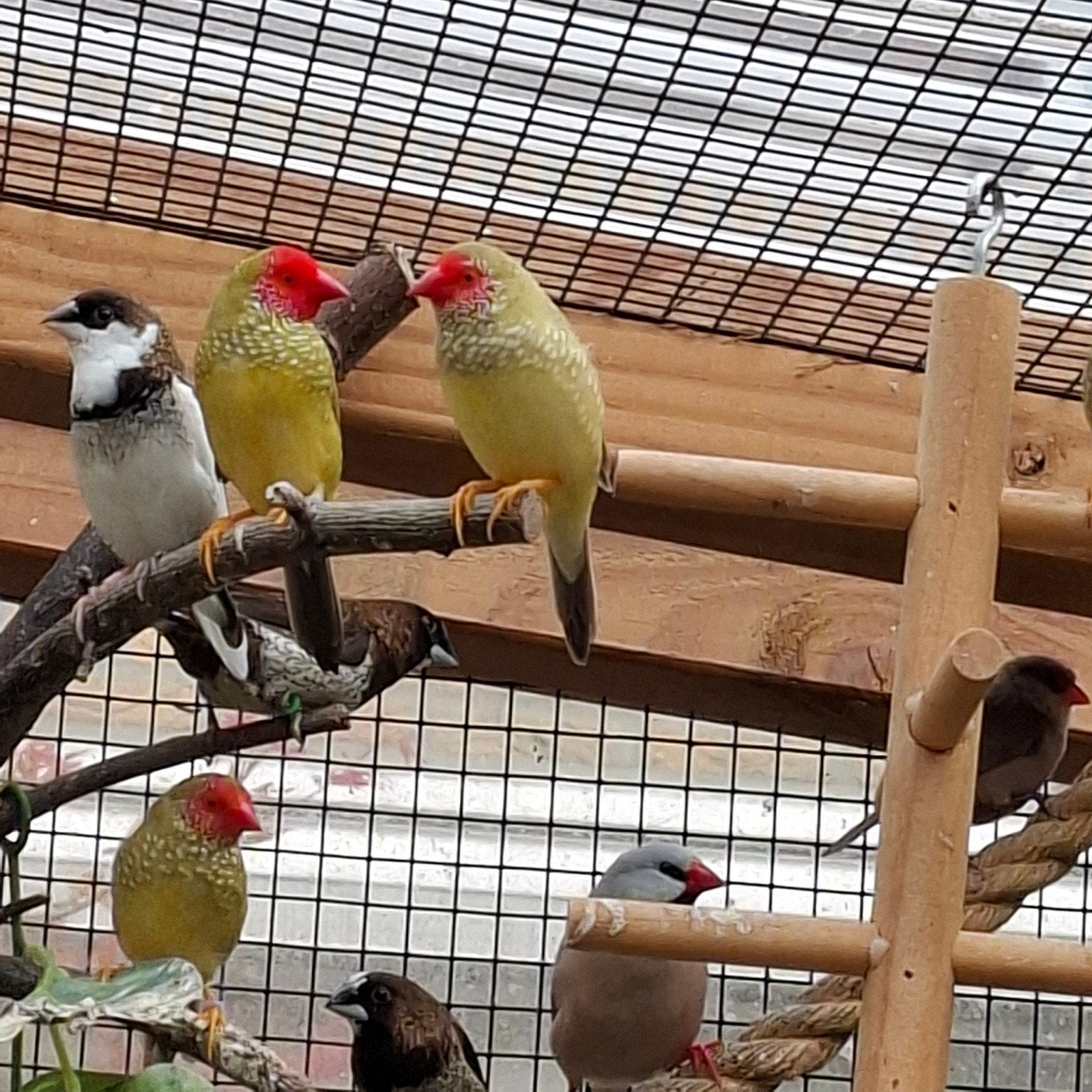 binsenastrilde, Dieren en Toebehoren, Vogels | Overige Vogels, Meerdere dieren