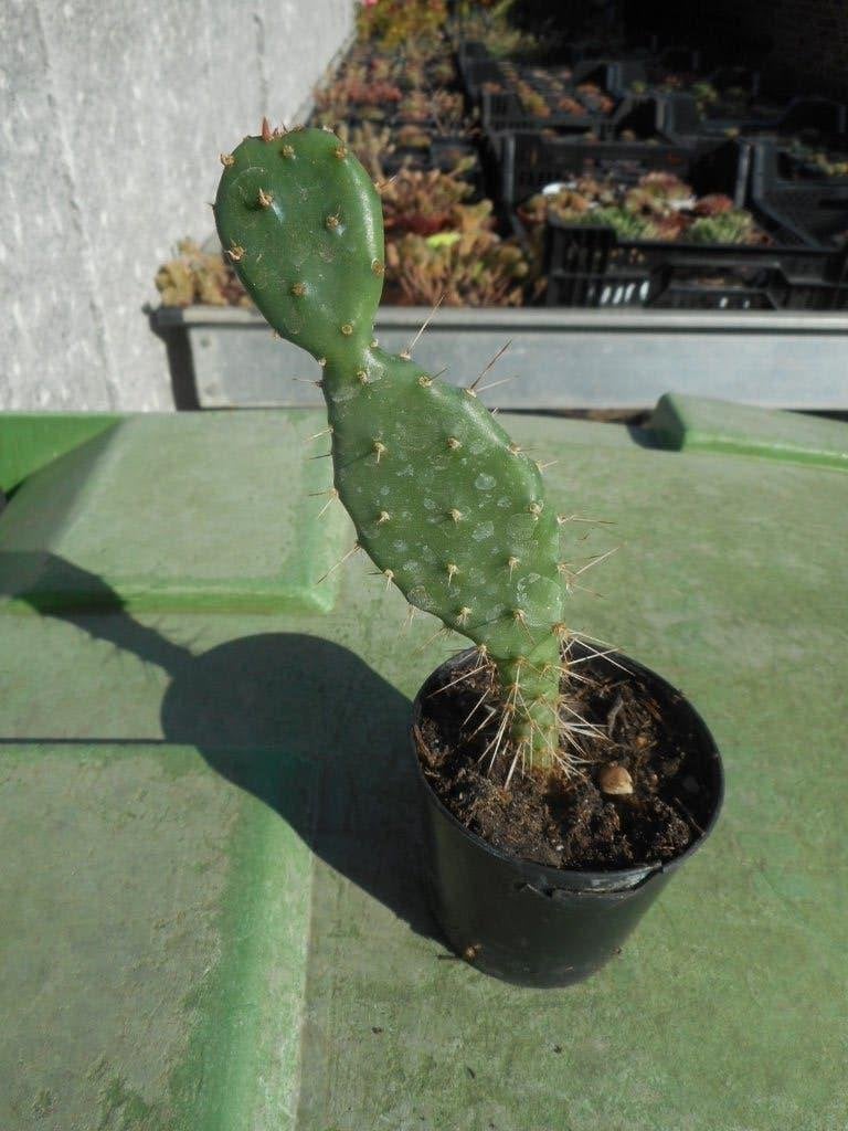 Planten, Ophalen of Verzenden, Vaste plant, Overige soorten, Volle zon