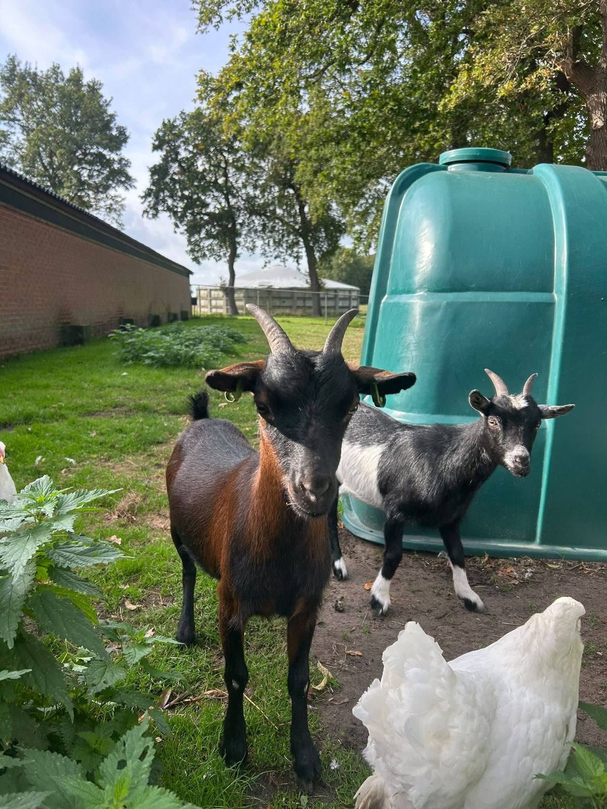 Dwerggeiten, Vrouwelijk, Geit