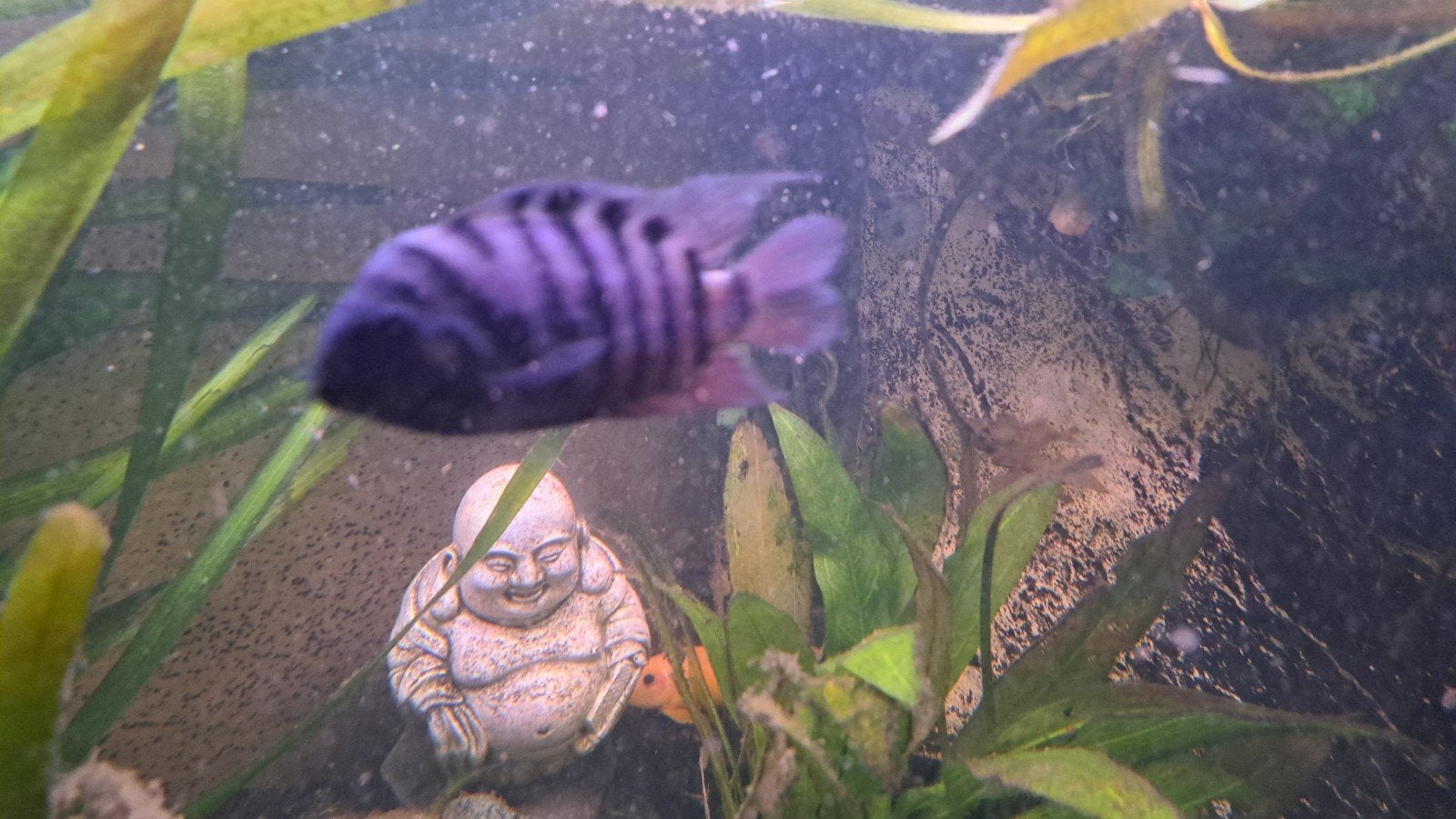 Zebra cicliden gratis., Vis