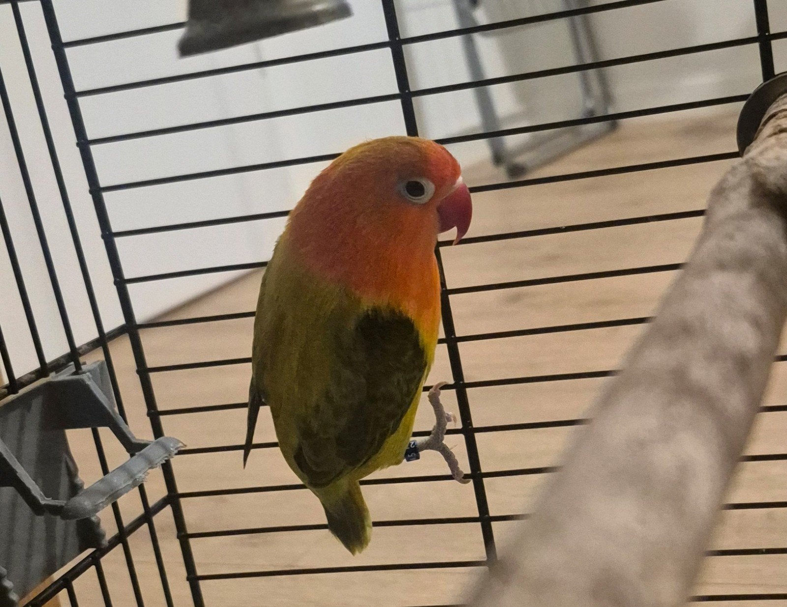 dwergapapegaai agapornis fischeri opaline