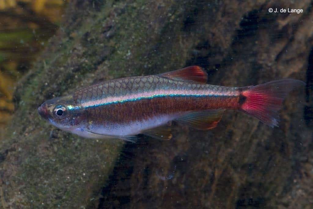 TANICHTHYS ALBONUBES| chinese danio, Vis, Zoetwatervis, Schoolvis