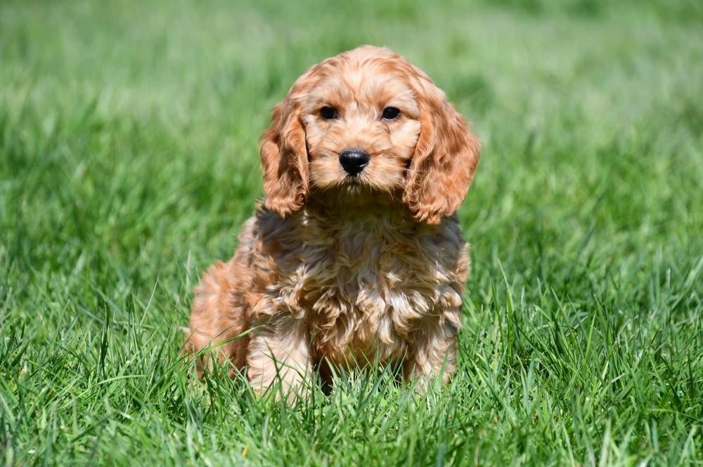 Cockapoo pups te koop, Dieren en Toebehoren, Honden | Niet-rashonden, 15 weken tot 1 jaar, Buitenland, Parvo, Meerdere