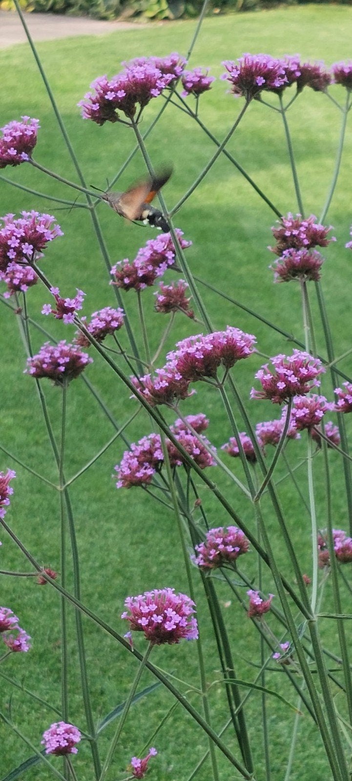 Verbena's, Ophalen, Volle zon