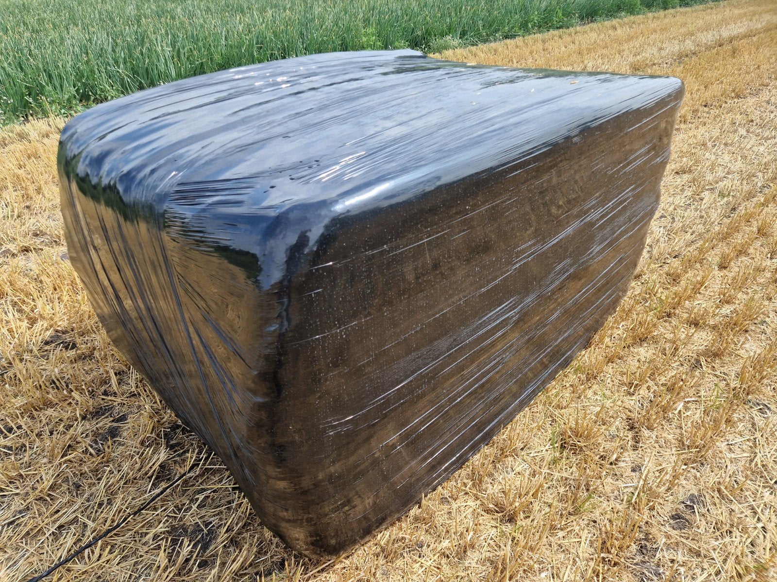grote gehakselde vierkante gerste stro balen., Dieren en Toebehoren, Dierenvoeding, Ophalen of Verzenden, Vee