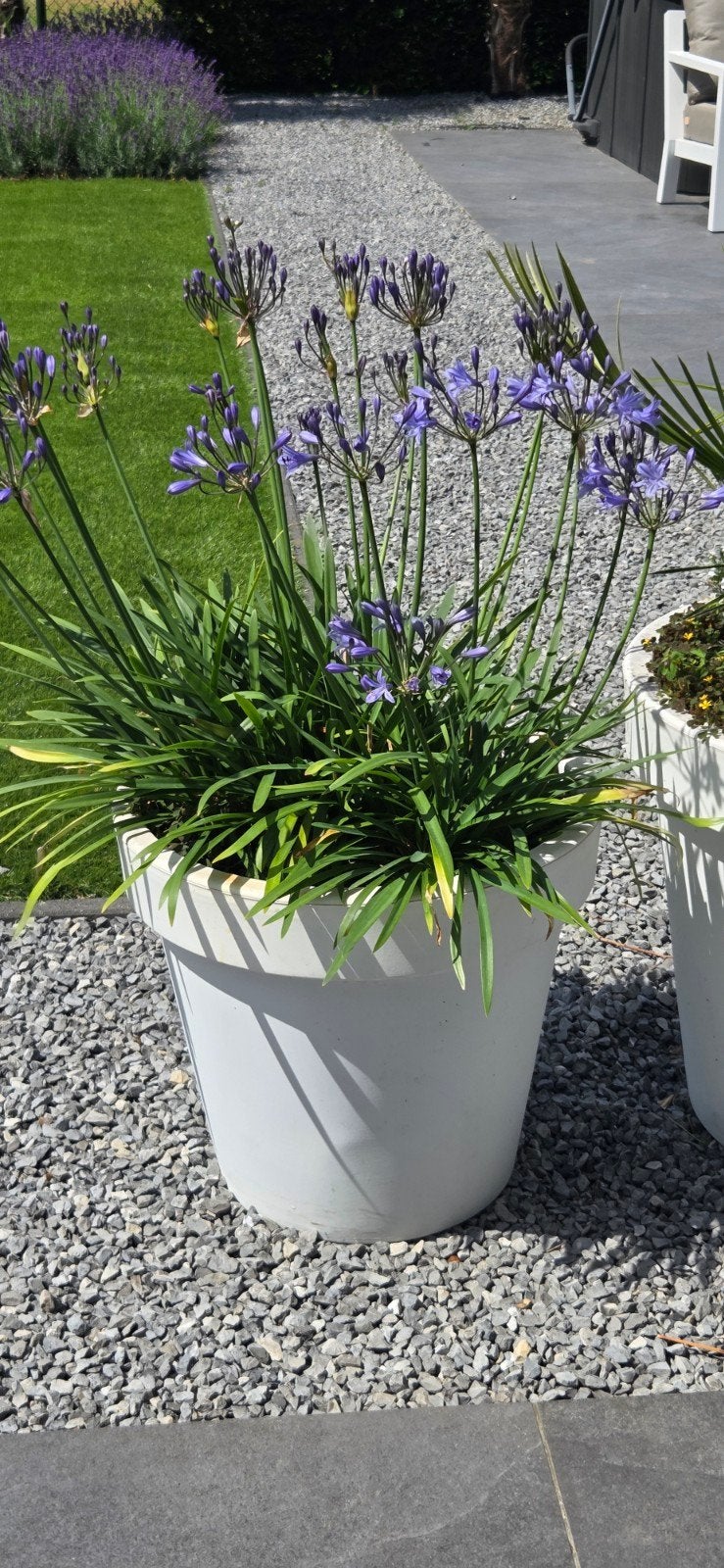 Agapanthus paars, Ophalen, Overige soorten