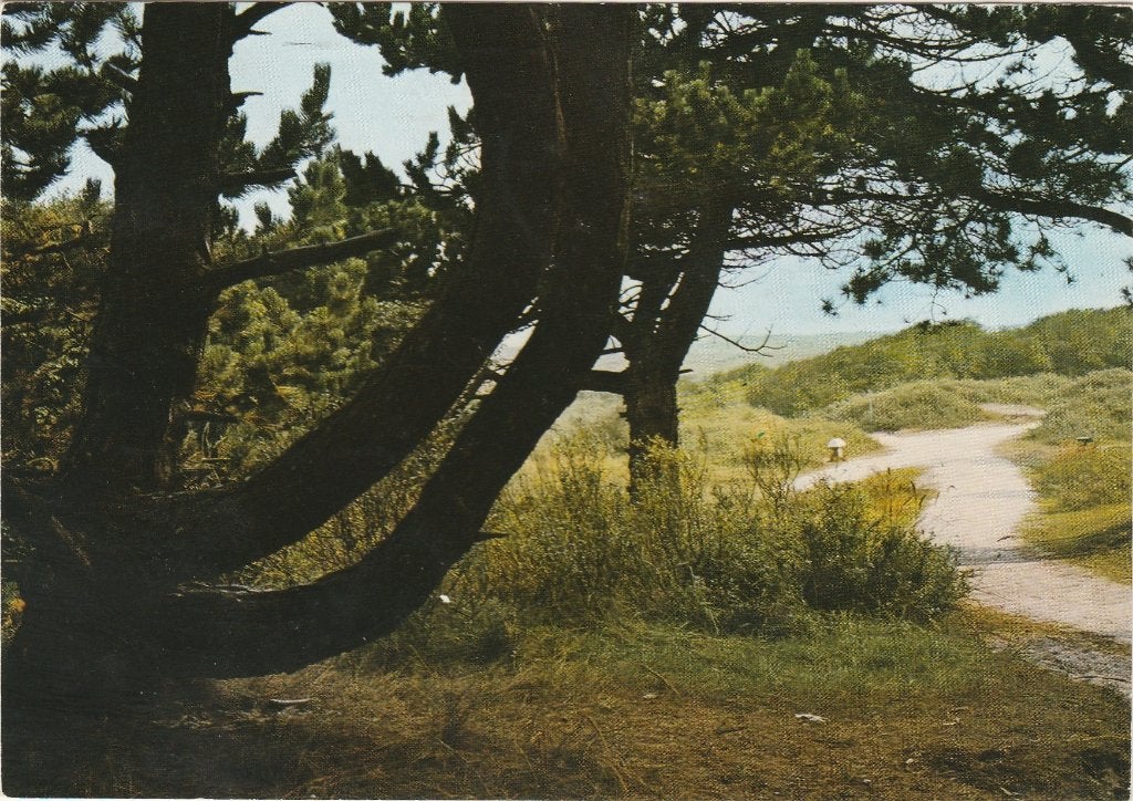 SCHIERMONNIKOOG Fietspad, Verzenden, 1980 tot heden, Gelopen, Waddeneilanden