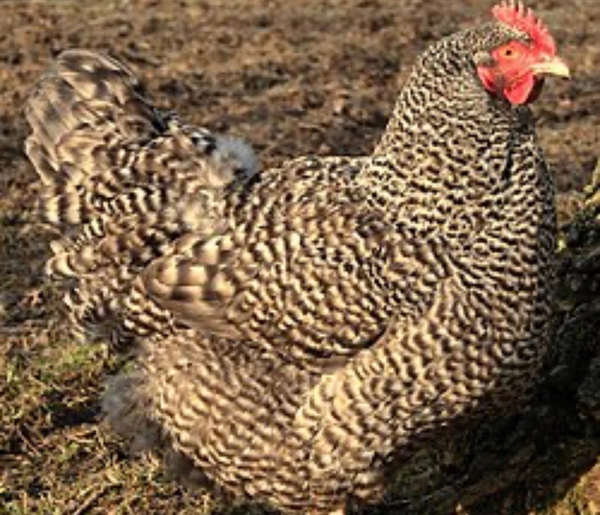 2 hennen van deze zomer bijna aan de leg, Dieren en Toebehoren, Vrouwelijk, Kip