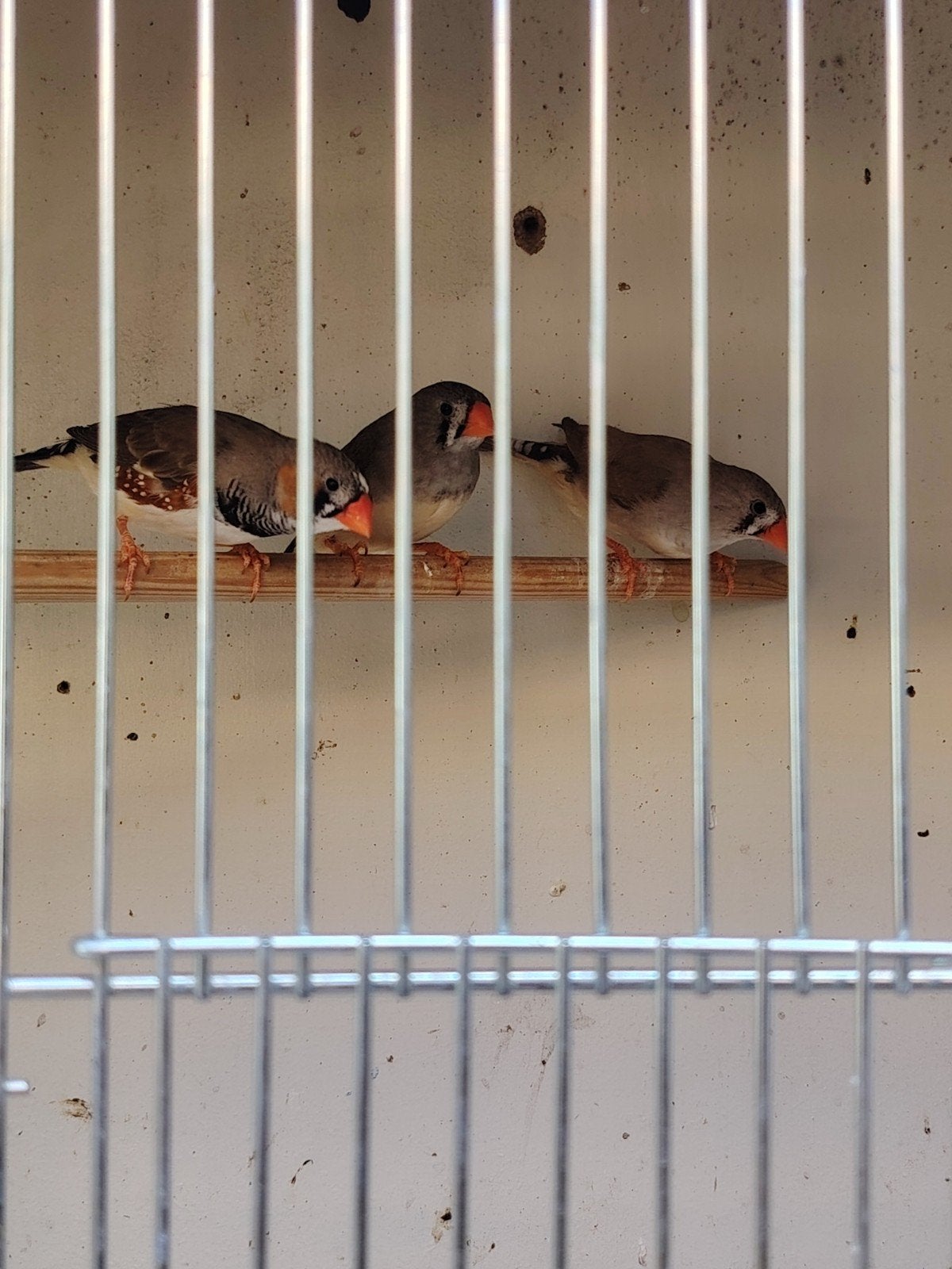 Zeebravinken, Dieren en Toebehoren, Meerdere dieren