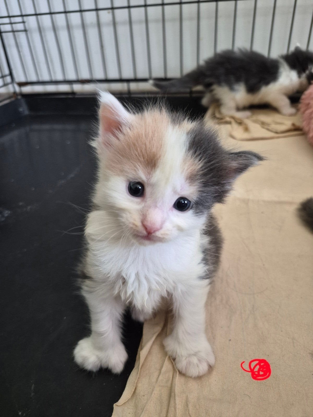 maine coon poesje polydactyl, Poes, Gechipt, 0 tot 2 jaar