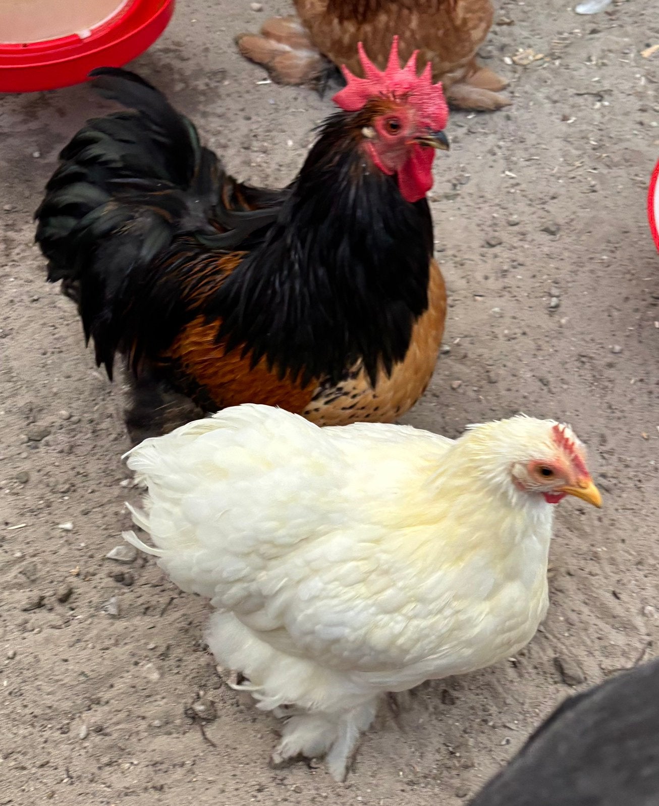Trio krielen Cochin en Barnevelder, Dieren en Toebehoren, Meerdere dieren, Kip