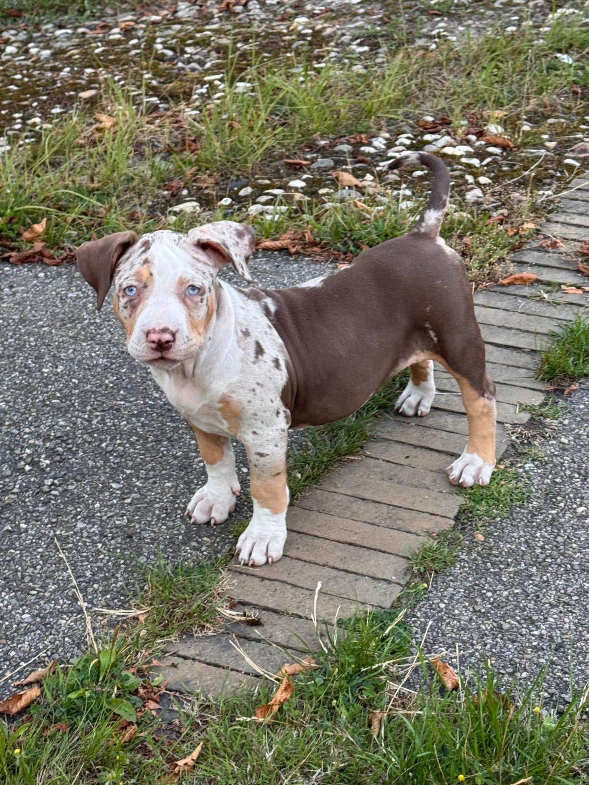 American bully XL Tri color Merle, Dieren en Toebehoren, Honden | Bulldogs, Pinschers en Molossers, Parvo, Overige rassen, 8 tot 15 weken