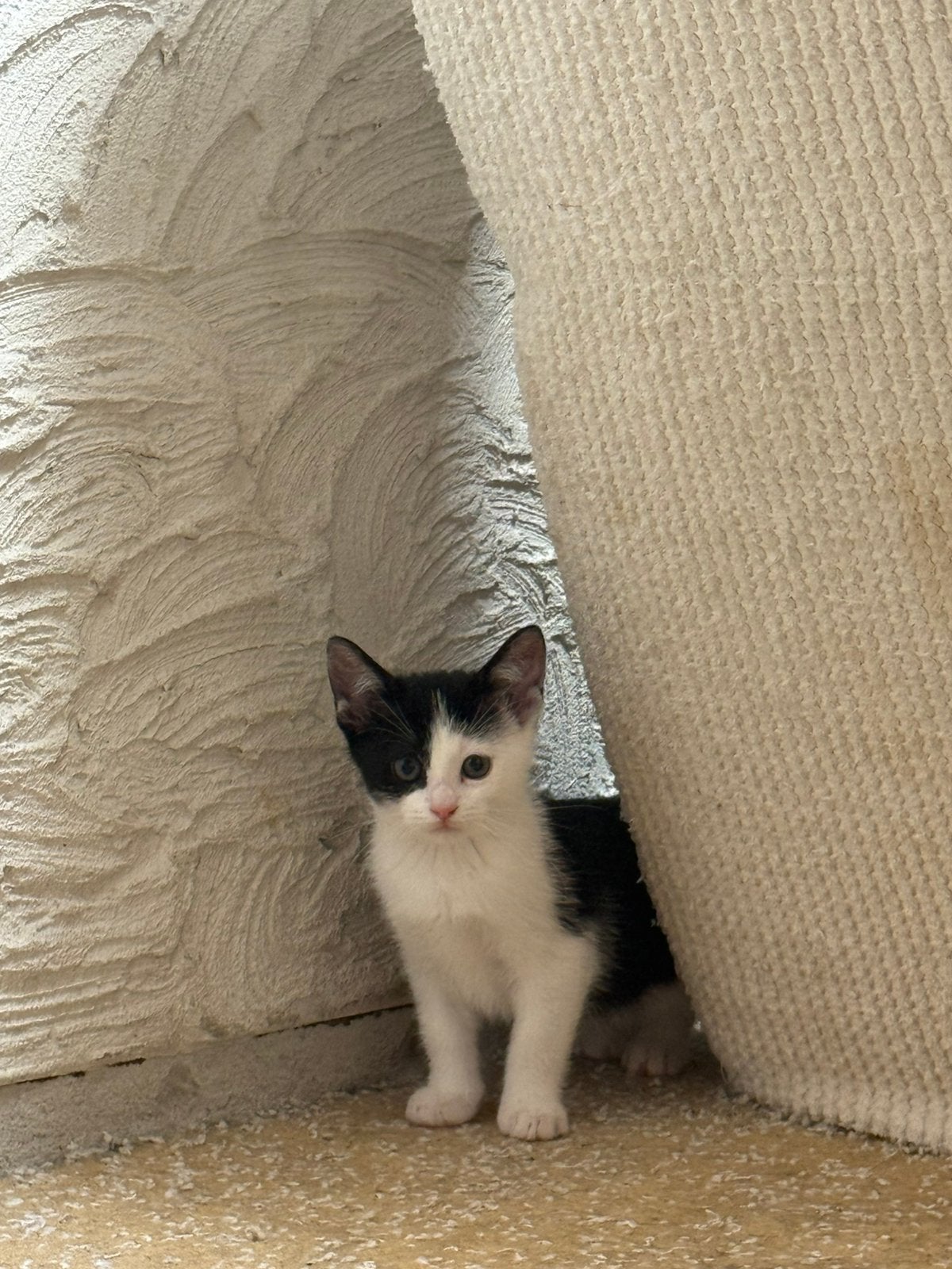 Gratis kittens, Dieren en Toebehoren, Meerdere dieren