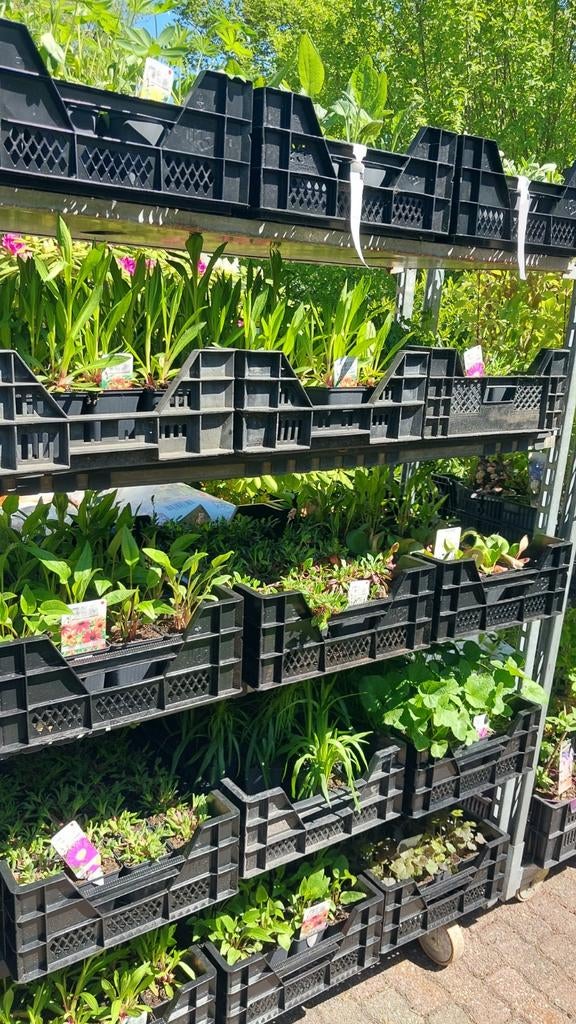Vaste planten meer dan 60 soorten, Ophalen, Overige soorten, Halfschaduw