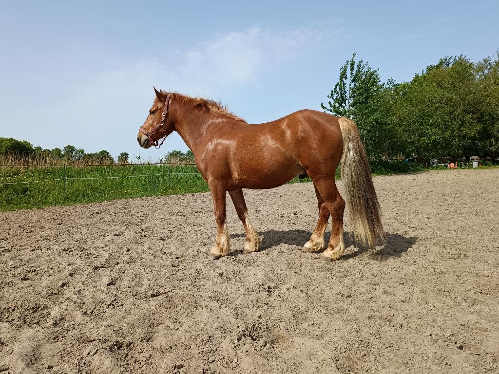 Lieve pony, Dieren en Toebehoren, Pony's, Ruin, Zadelmak, D pony (1.37m tot 1.48m), Recreatiepony, 7 tot 10 jaar, Met stamboom
