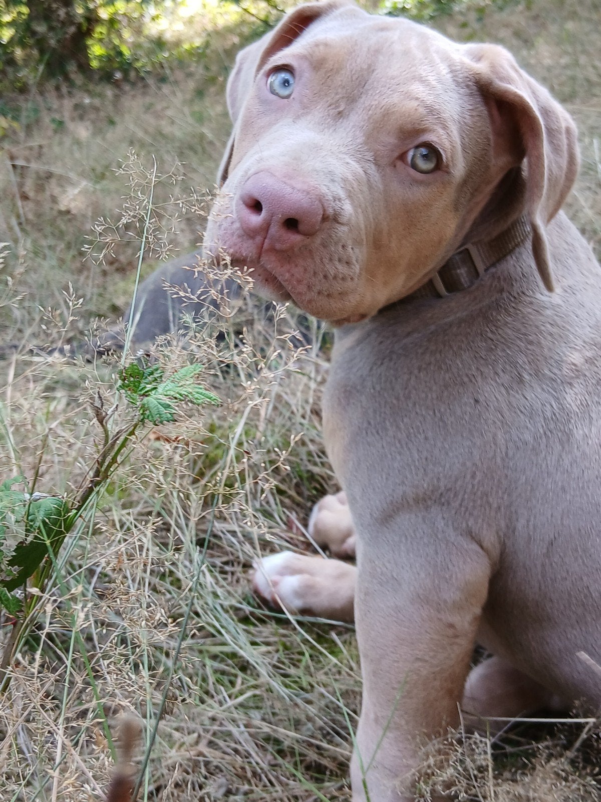 American bully xl, Overige rassen, 8 tot 15 weken, Parvo, Meerdere