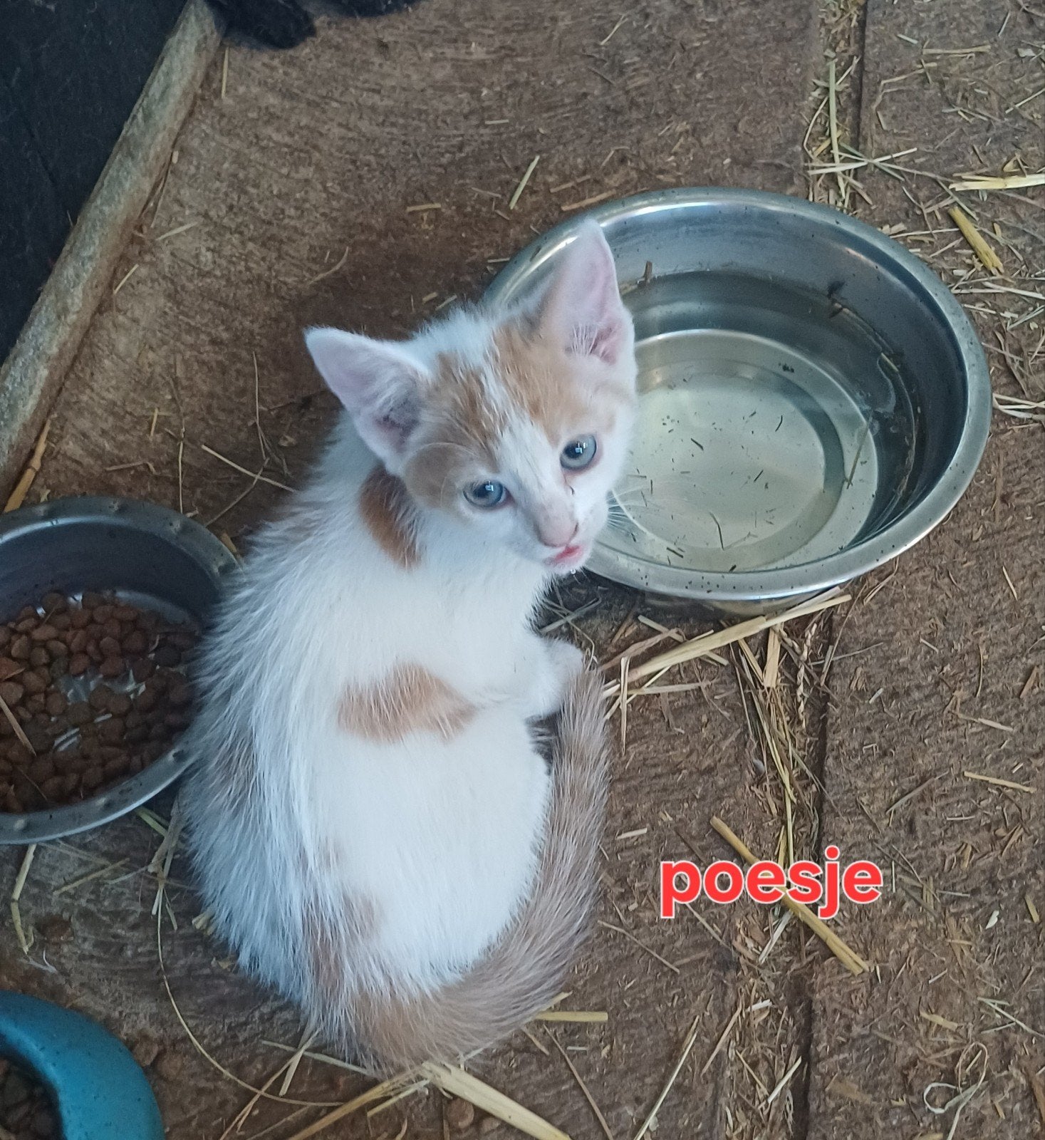 Leuke boerderij kittens, Meerdere dieren