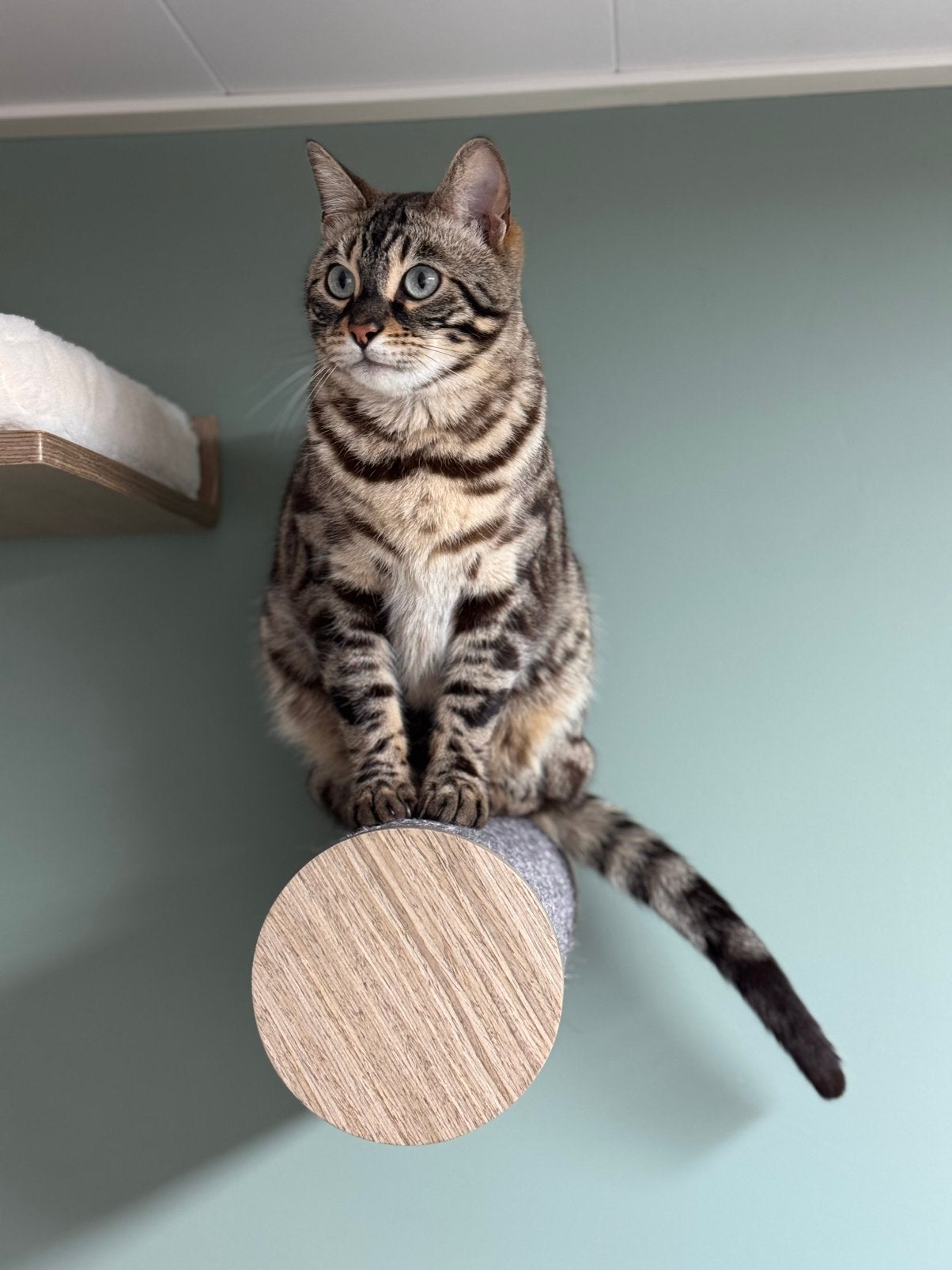 Lieve gecastreerde Bengaal kater zoekt gouden mandje, Kater
