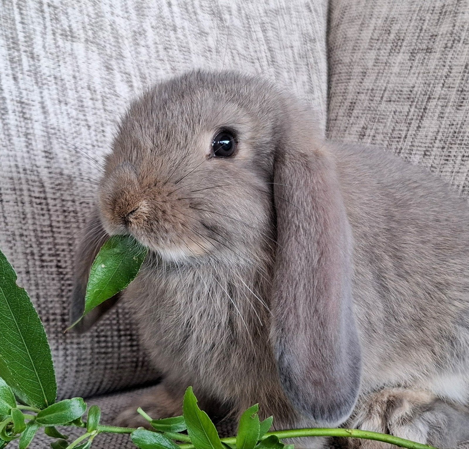 Jonge hangoorkonijnen, Dieren en Toebehoren, Konijnen, Mannelijk, Groot, Hangoor, 0 tot 2 jaar