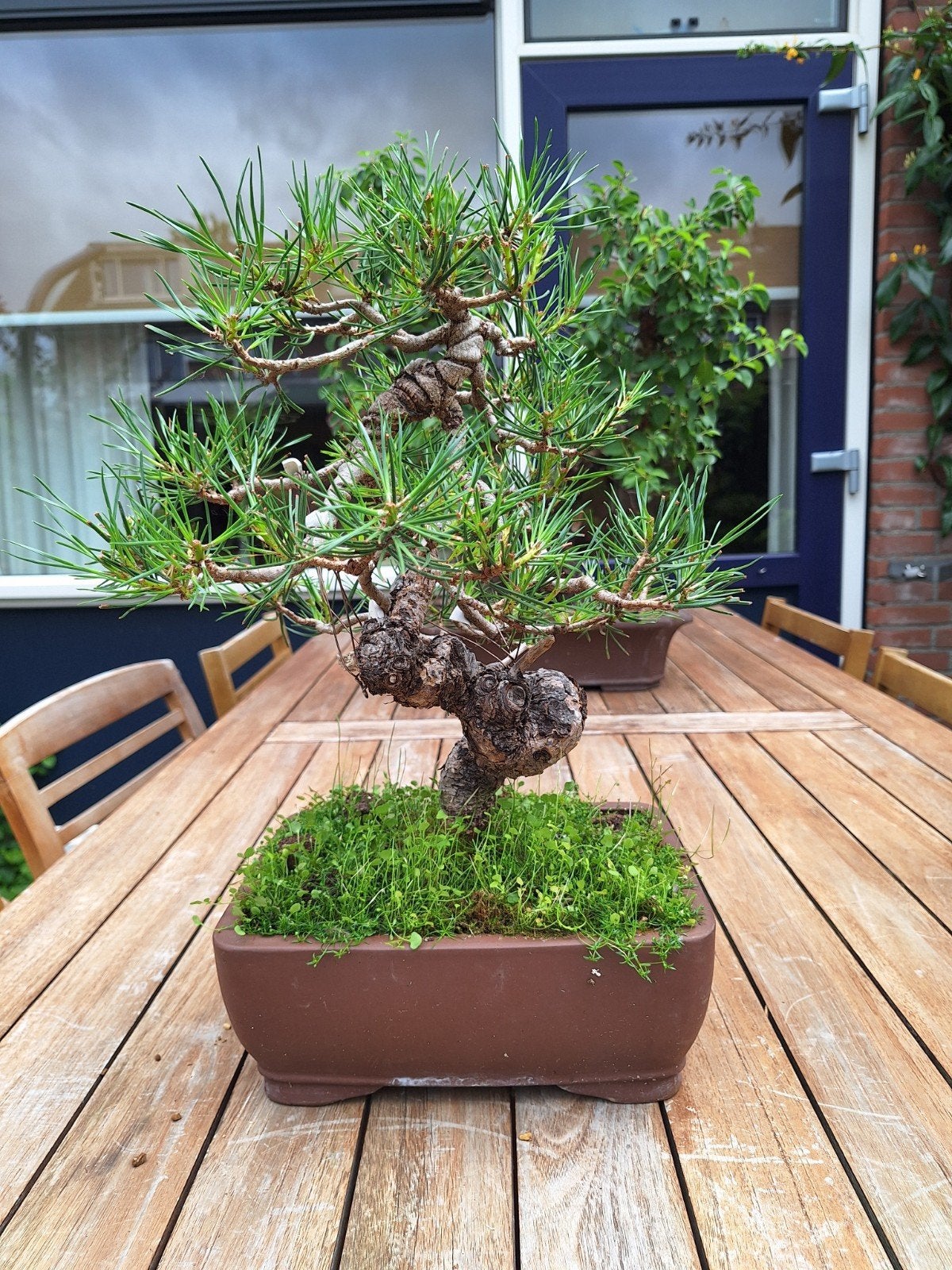 Pinus Sylvestris Bonsai, Tuin en Terras, Ophalen of Verzenden, Rond, Minder dan 30 cm