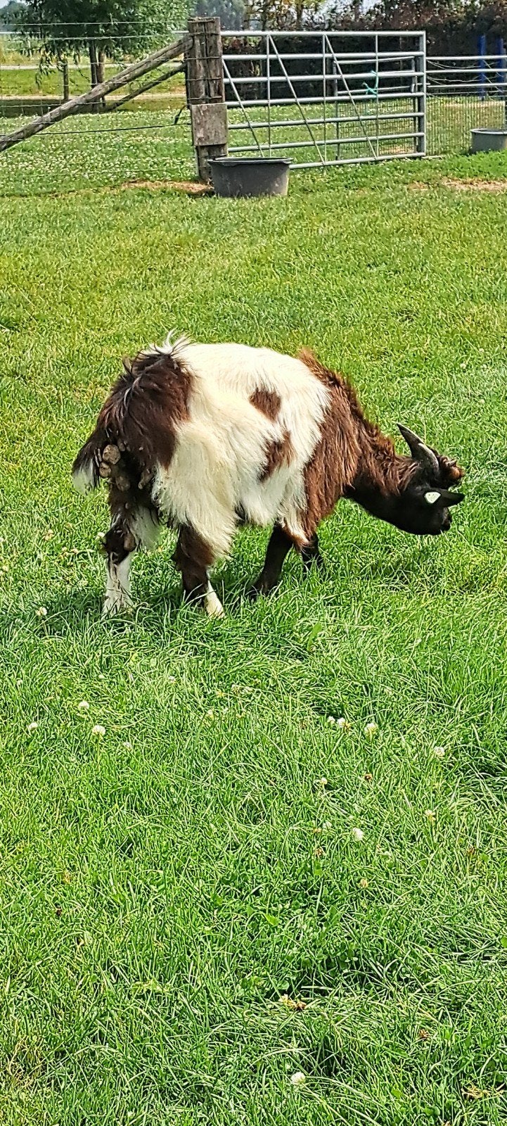 landgeit bokje te koop cae en cl vrij, Dieren en Toebehoren, Mannelijk, Geit, 0 tot 2 jaar