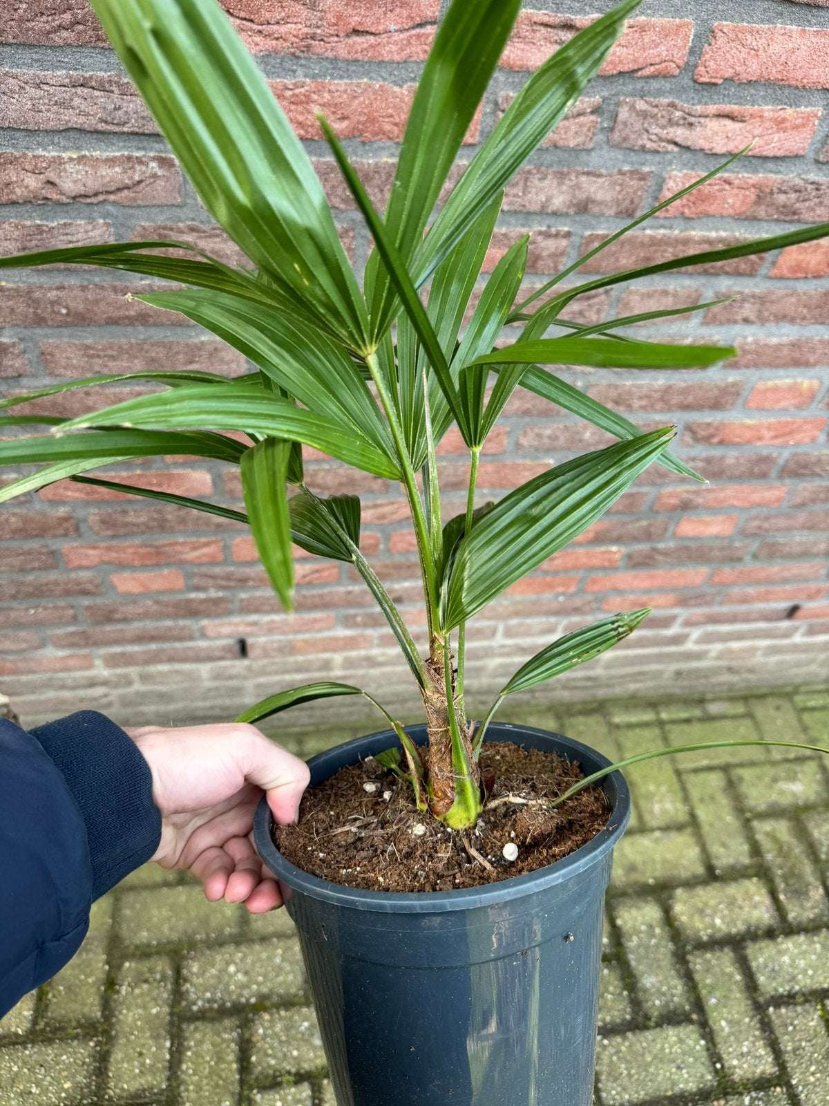 Trachycarpus Fortunei, Tuin en Terras, Bloeit niet, Minder dan 100 cm, Palmboom, Ophalen