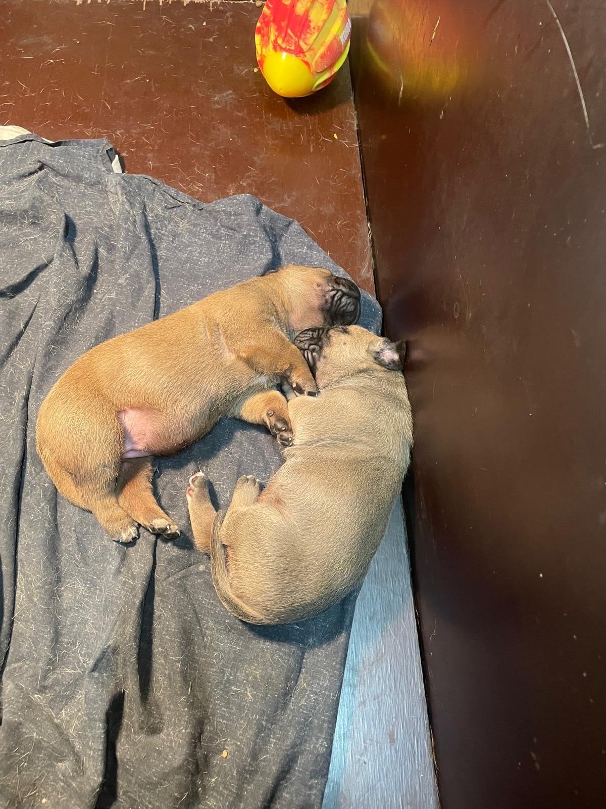 Boerboel pups., Parvo, Overige rassen, 8 tot 15 weken, Teef