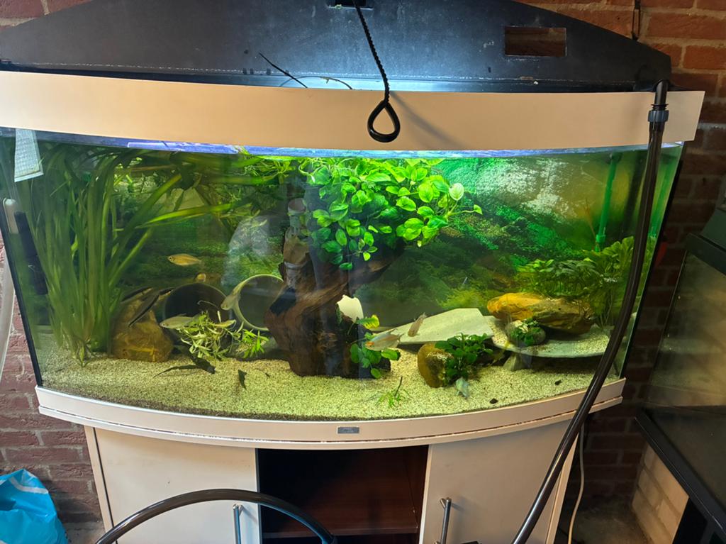 Juwel 240 liter curved glass aquarium., Dieren en Toebehoren, Ophalen, Gebruikt, Pomp, Leeg aquarium