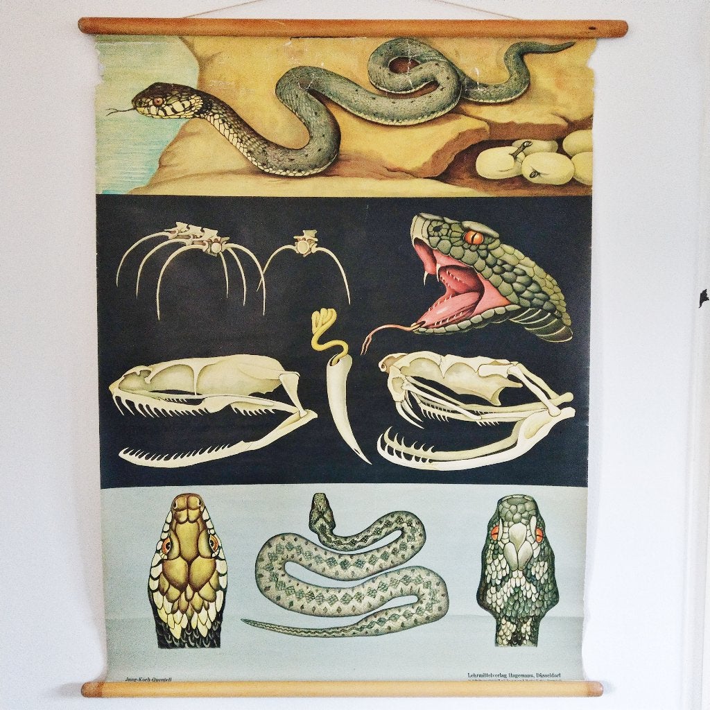 Schoolplaat ringslang, adder - Jung Koch Quentell, Ophalen of Verzenden, Natuur en Biologie