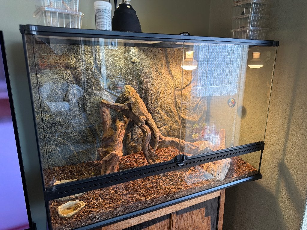 Baardagaam te koop incl. terrarium en toebehoren, Hagedis, Met terrarium, 0 tot 2 jaar