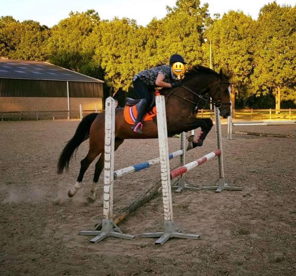 Allround 14 jarige Oldenburger merrie, Dieren en Toebehoren, Paarden, Merrie, Recreatiepaard, 11 jaar of ouder