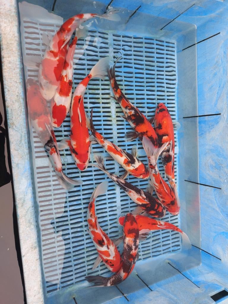 15 koi, Dieren en Toebehoren, Karper of Koi