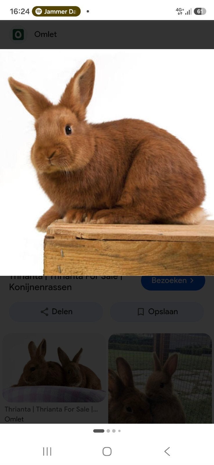 gezocht thrianta konijnen!!, Vrouwelijk, Groot