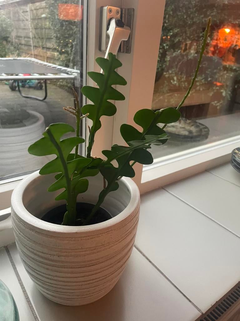 Zaagcactus, Ophalen, Halfschaduw, Minder dan 100 cm