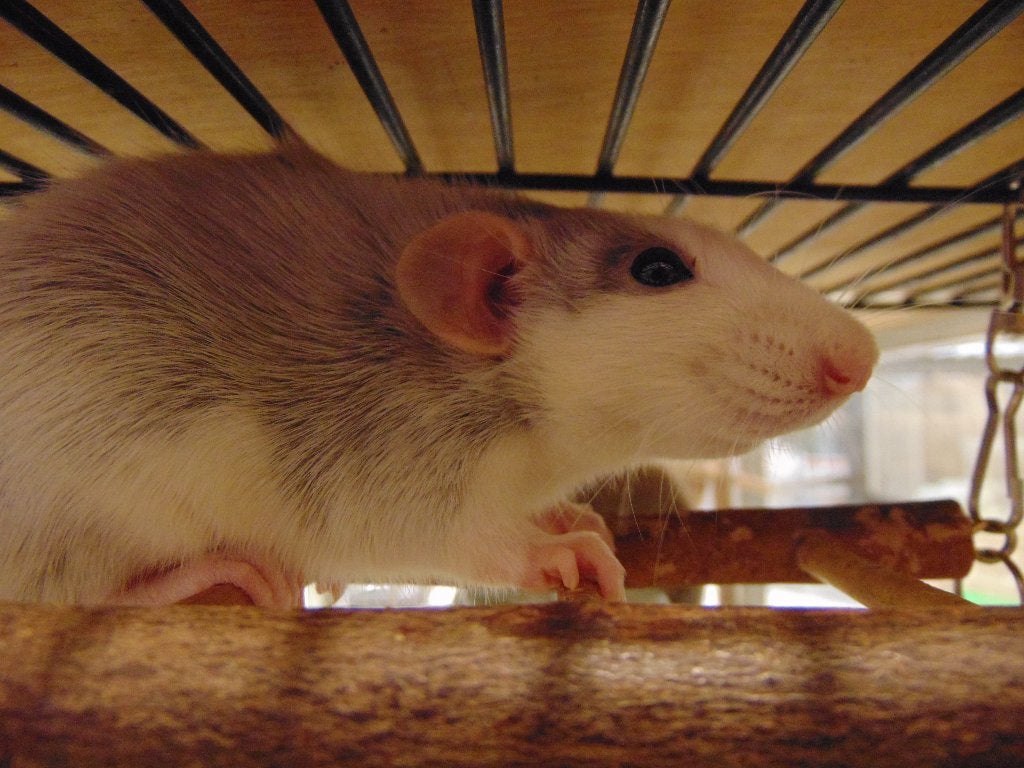 Tamme ratjes in Assen., Rat, Augustus, Meerdere dieren, Tam