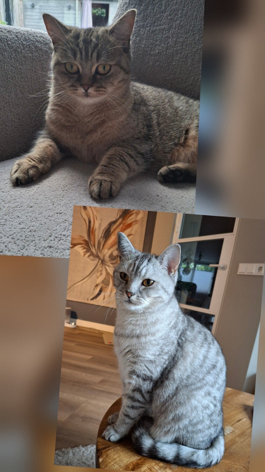 Britse Korthaar Zilver en Gold Tabby, Dieren en Toebehoren, Poes, Gechipt, 0 tot 2 jaar