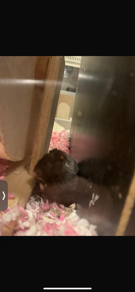 Lieve, tamme syrische hamster, Dieren en Toebehoren, Hamster, Vrouwelijk, Tam, September