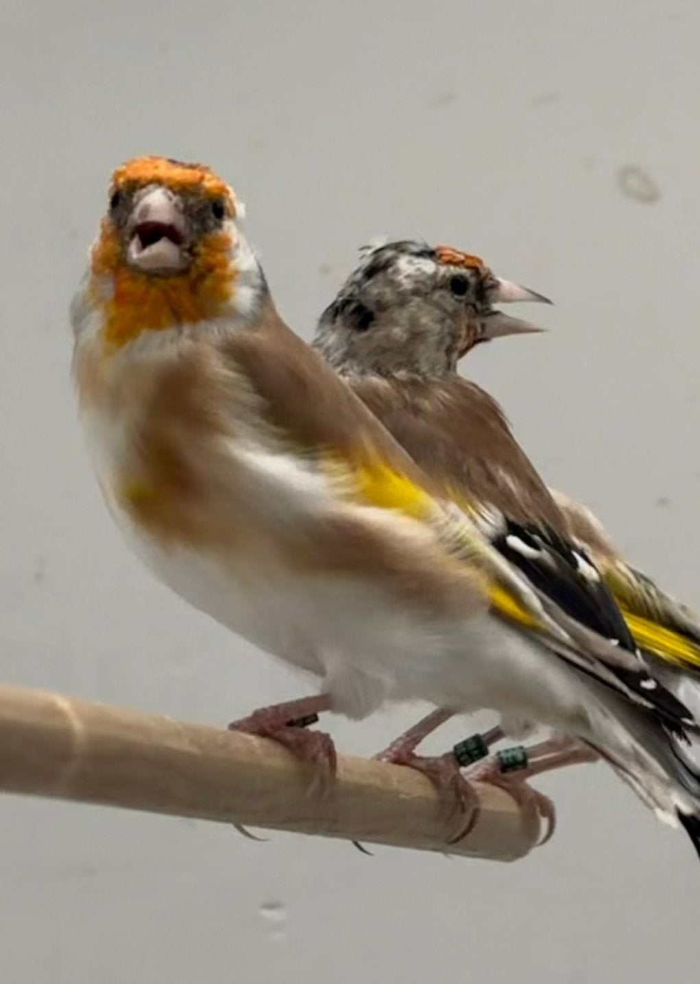 Phaeo distelvink Carduelis Major Putters, Meerdere dieren, Wildzangvogel, Geringd