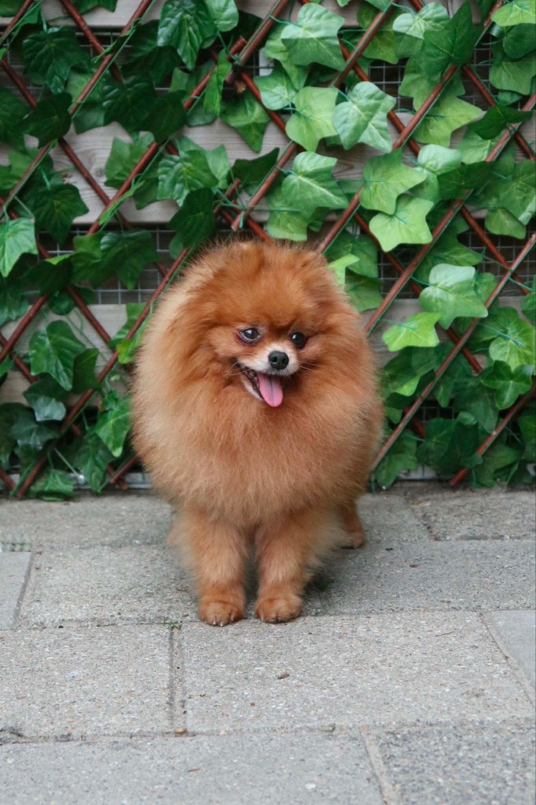mooie orange pomeranian/dwergkees dekreu fci ( niet te koop), 6 jaar of ouder, Reu, Meerdere, Nederland