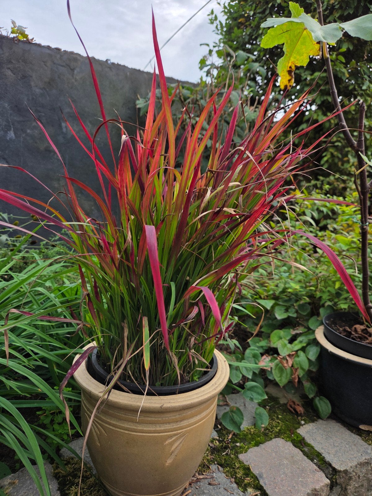 Bloedgras (Imperata cylindrica 'Red Baron') in 2L pot, Ophalen, Volle zon, Vaste plant, Siergrassen