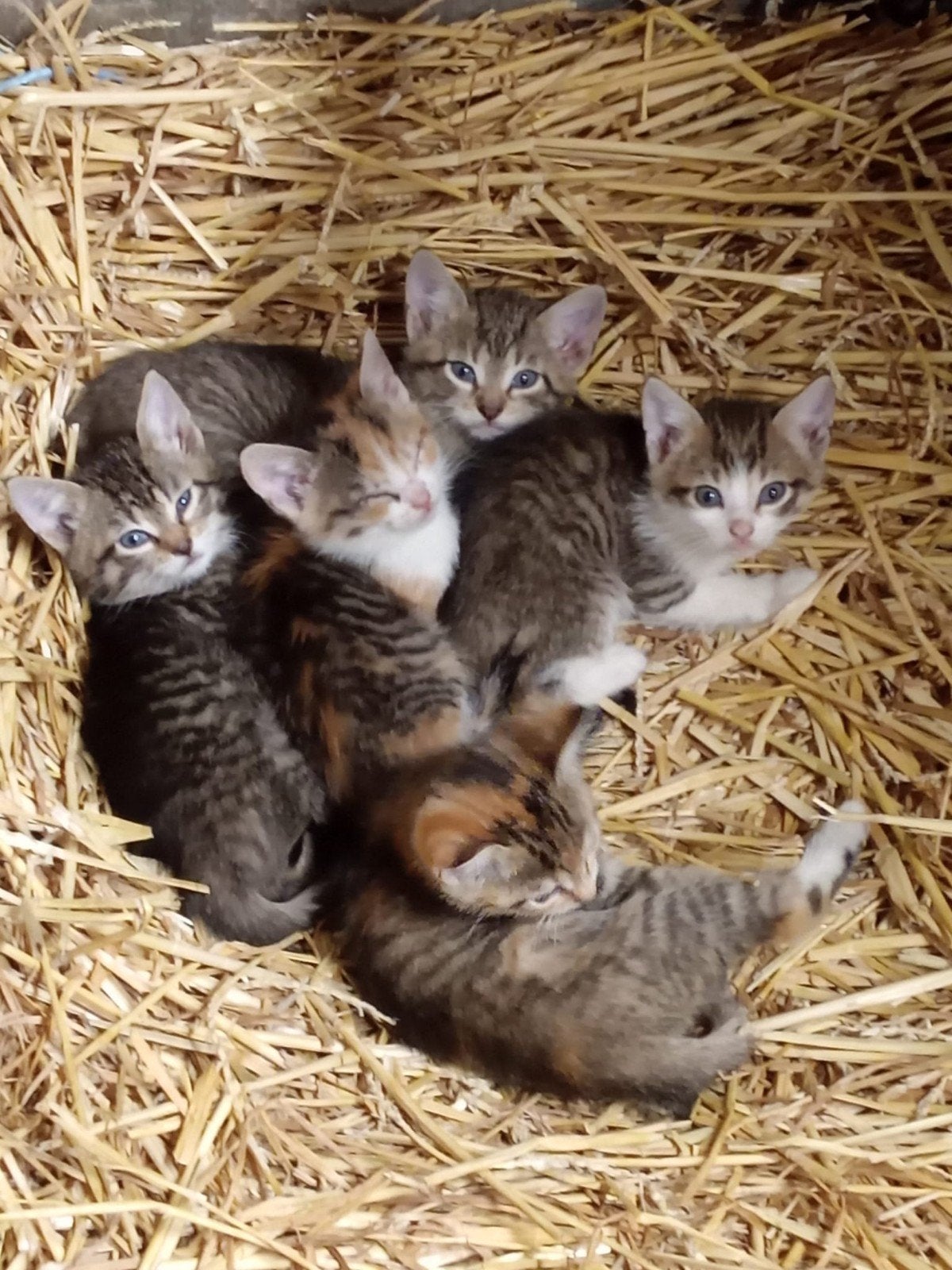 Boerderij Kittens te koop, Meerdere dieren