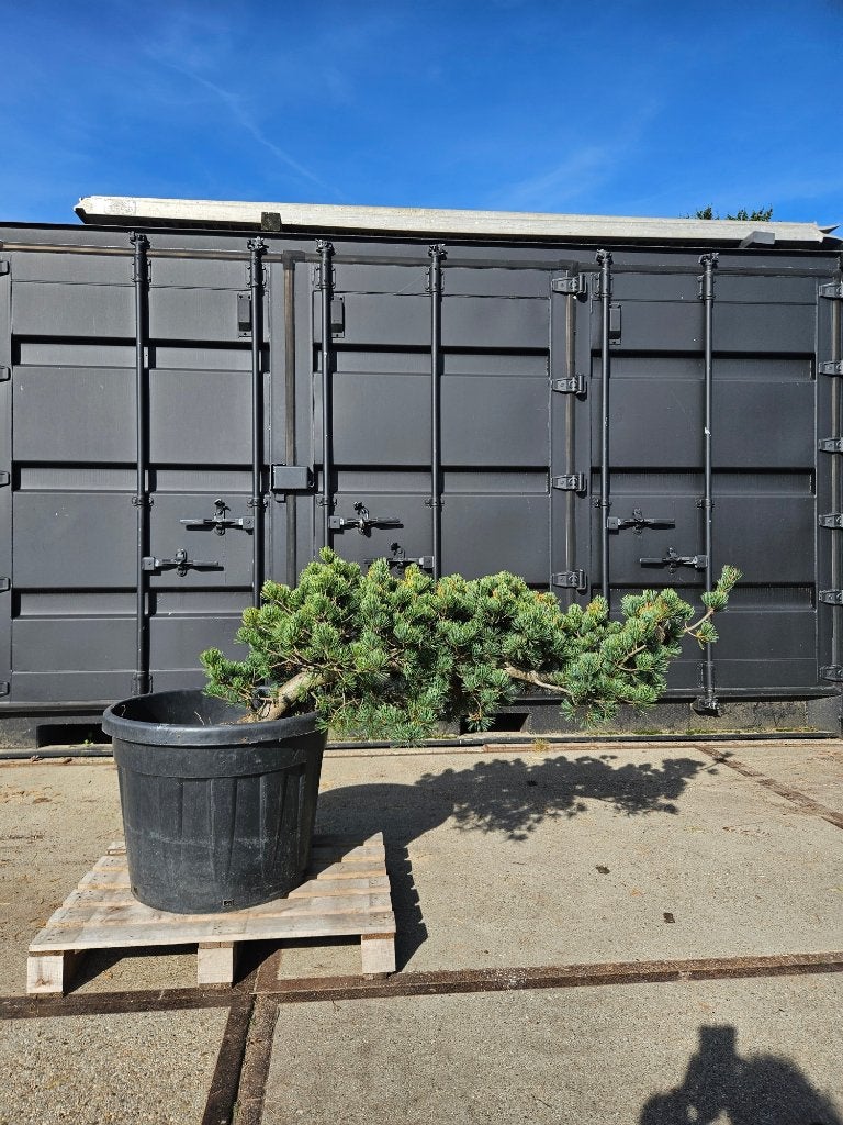 Pinus parviflora Ryu-ju (liggende stam), Tuin en Terras, Volle zon, Vaste plant, Bloeit niet, Ophalen