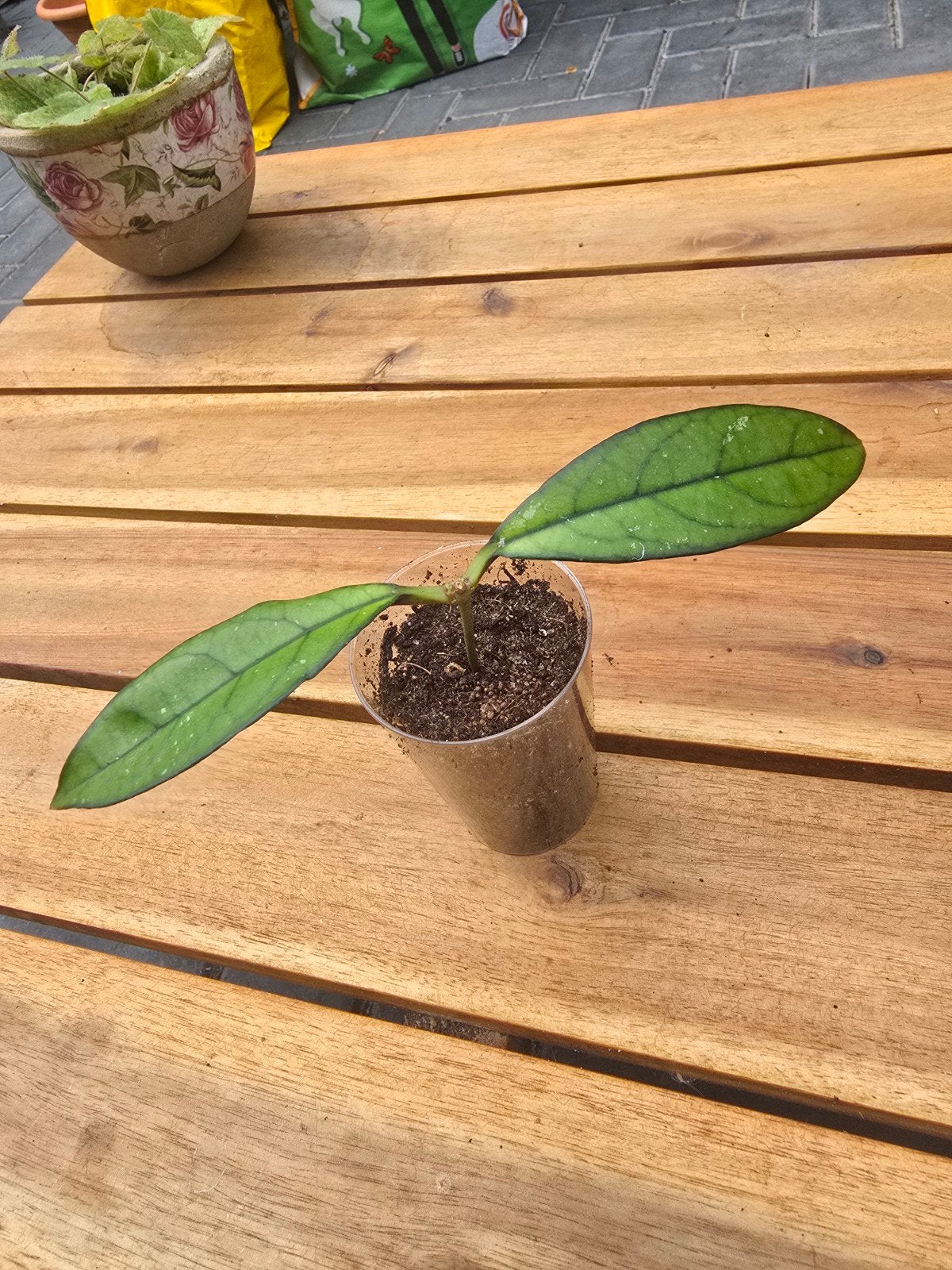 Hoya Crassiopetiolata stek kamerplant wasbloem, Ophalen of Verzenden, Halfschaduw, Minder dan 100 cm
