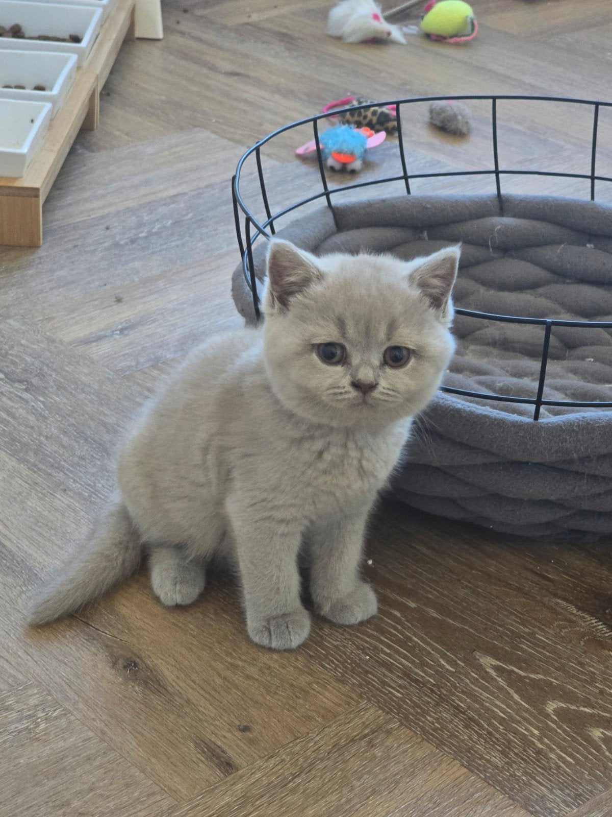 Raszuivere Britse korthaar met stamboom te koop, Dieren en Toebehoren, Katten en Kittens | Raskatten | Korthaar, Met stamboom