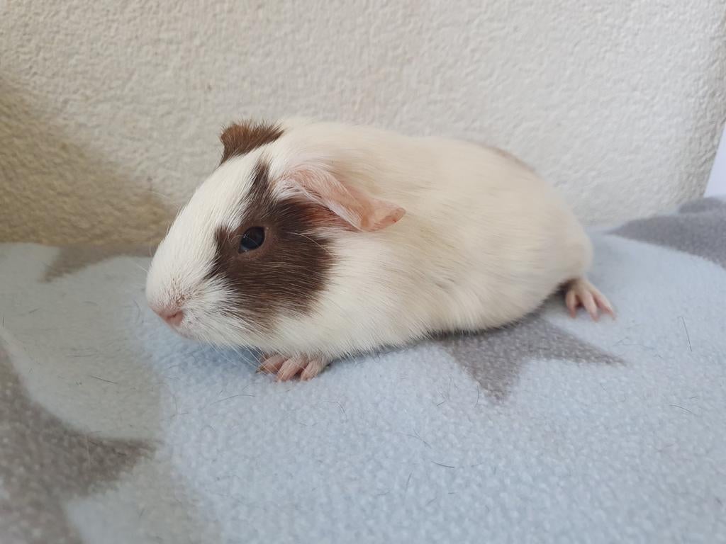 Super lieve jonge cavia beertjes van 6 weekjes., Mannelijk, Tam, Maart, Cavia
