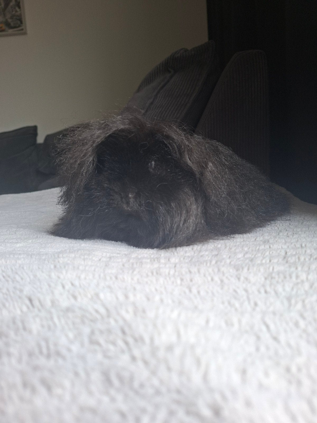 Prachtige Zwarte Alpaca show & fokgeschikt, Cavia, Mannelijk, Januari, Tam