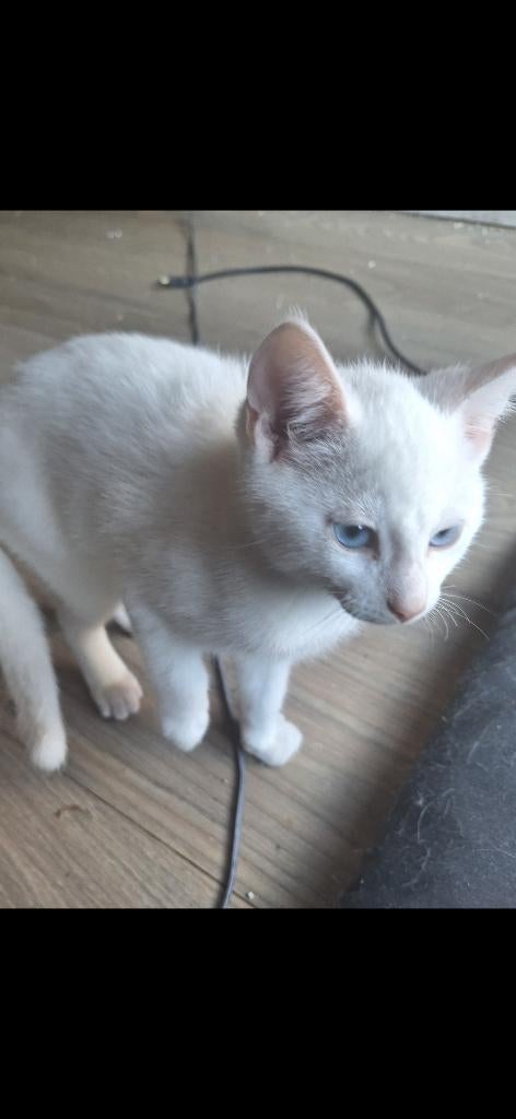 1 angora kitten geboren op 02-02 mag naar een warm huisje, Dieren en Toebehoren, Meerdere dieren, Met stamboom