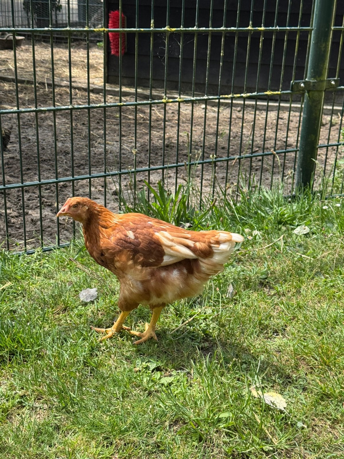 RHODE ISLAND RED hennen., Dieren en Toebehoren, Pluimvee, Vrouwelijk, Kip